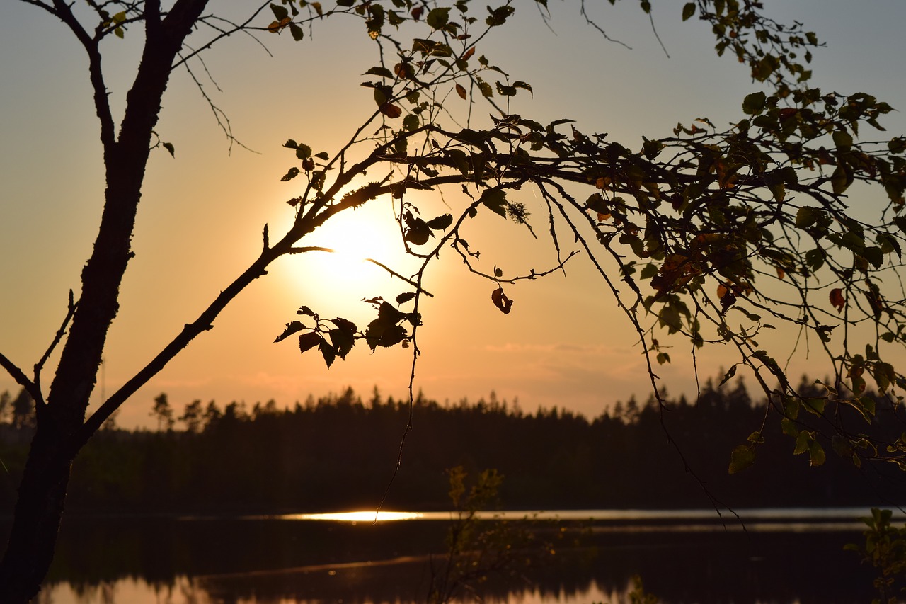 sunset  tree  nature free photo