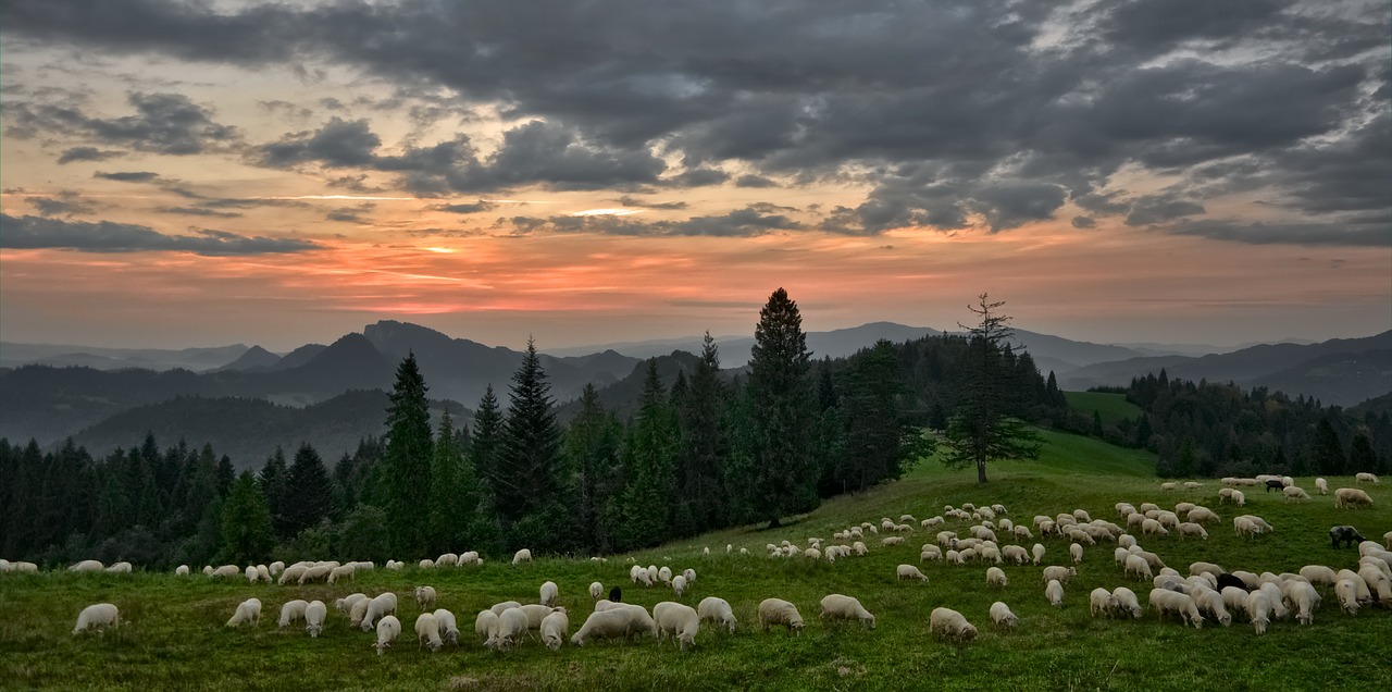 sunset  sheep  mountains free photo