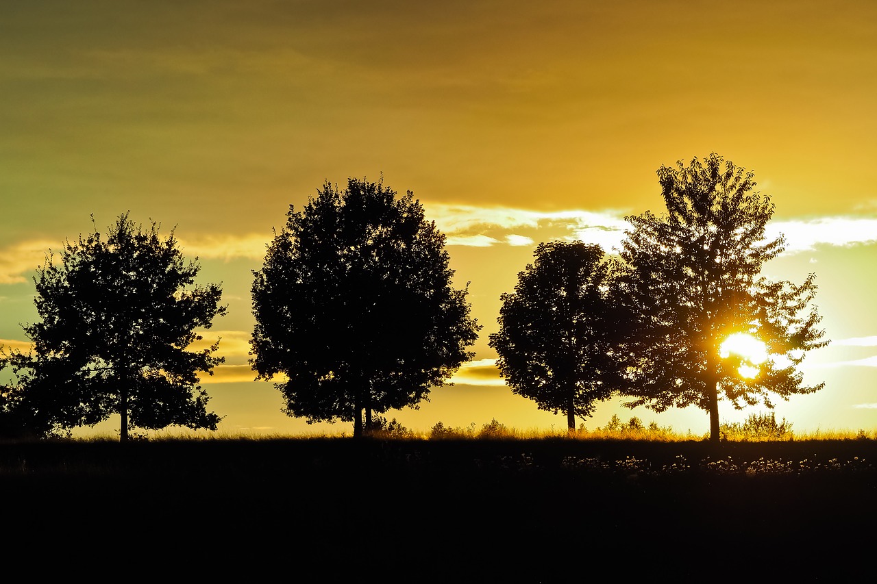 sunset  trees  landscape free photo