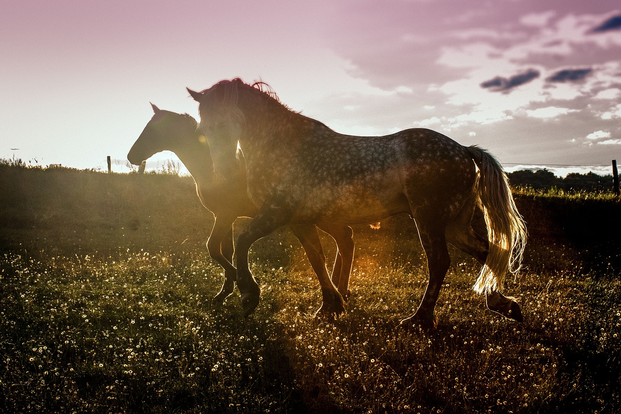 sunset  horses  agility free photo