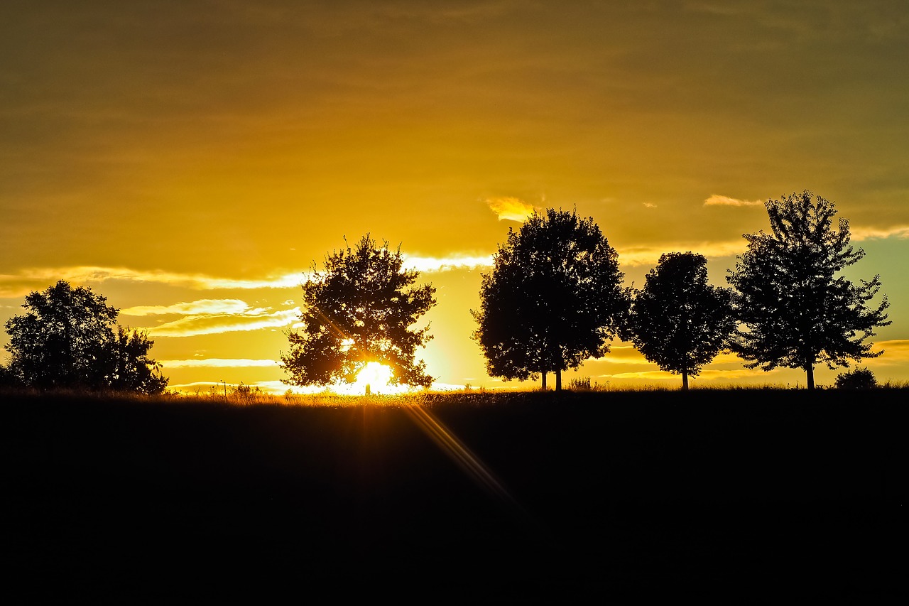 sunset  trees  landscape free photo