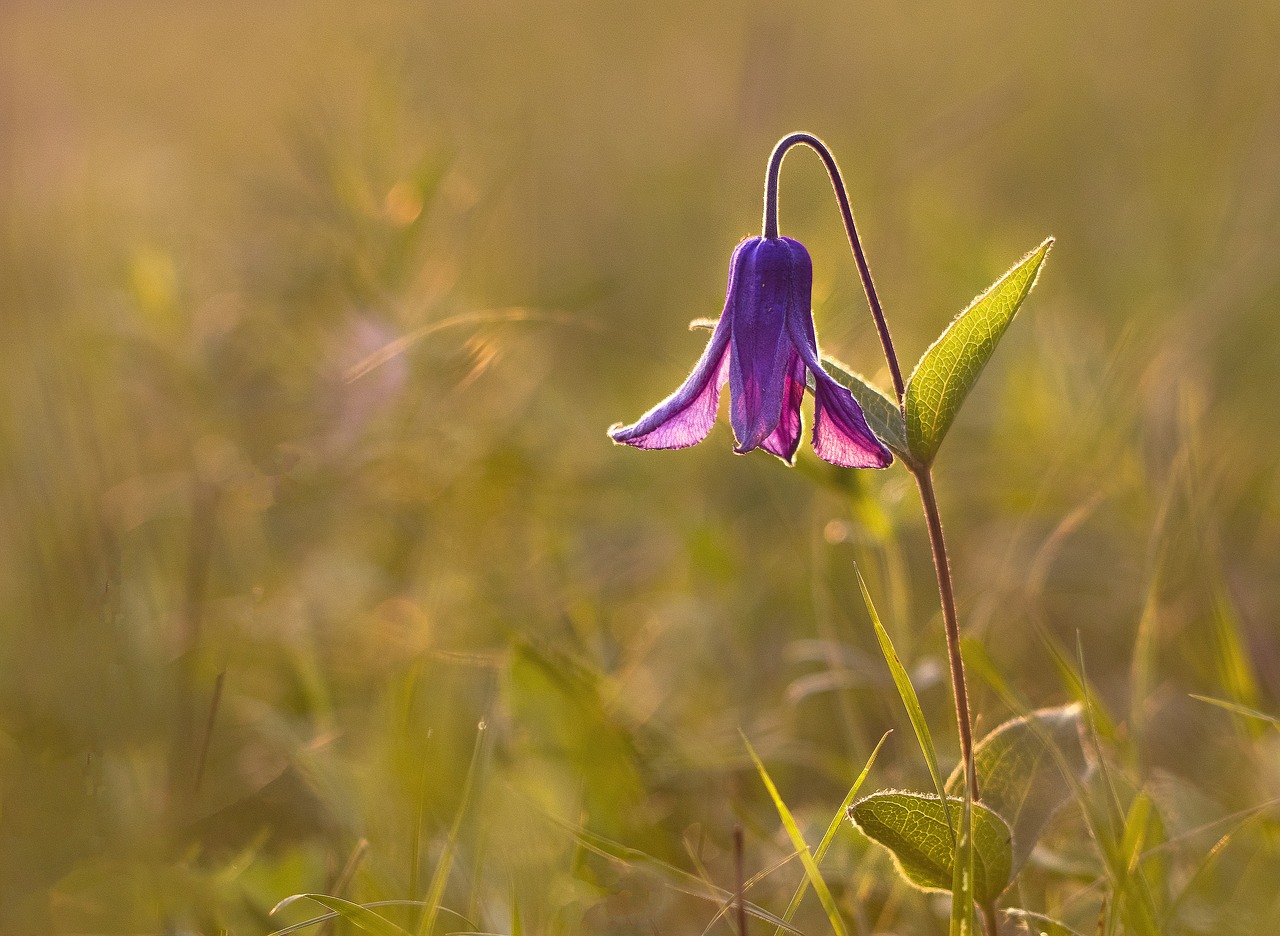 sunset  flower  nature free photo