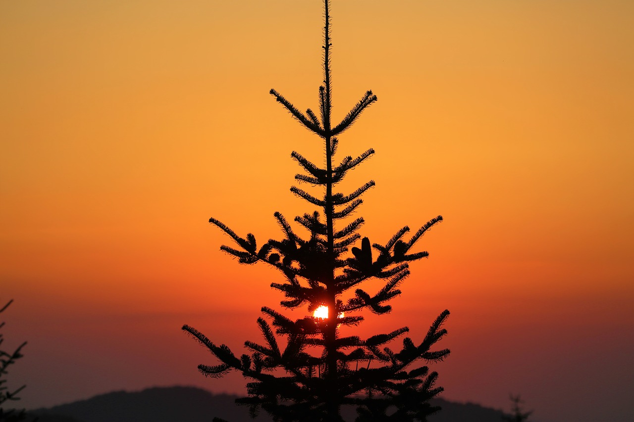 sunset  nature  pine free photo