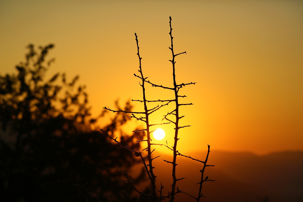 sunset  nature  branches free photo