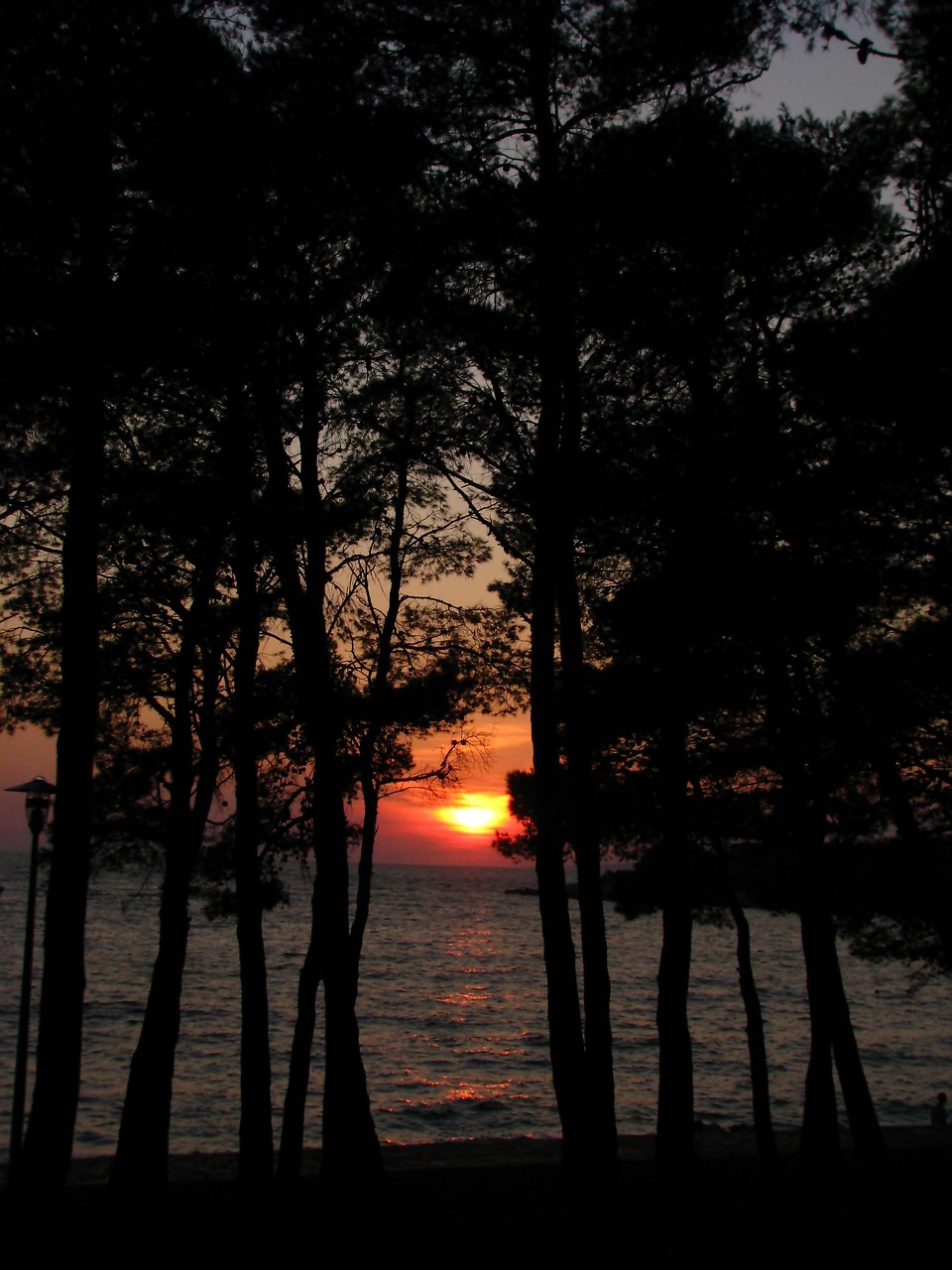sunset  sea  trees free photo