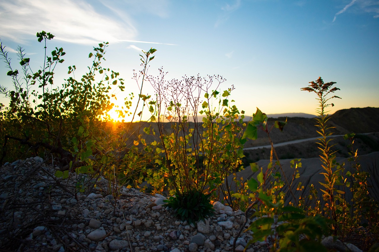 sunset  summer  plant free photo