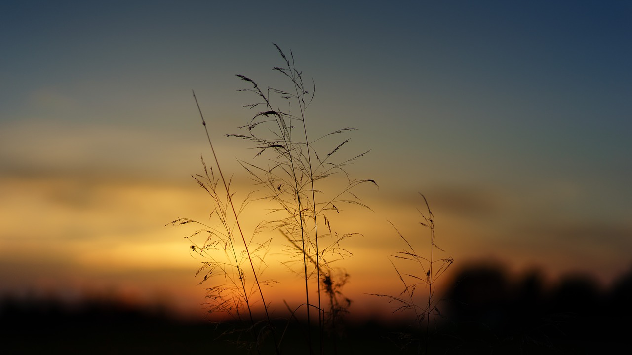 sunset  nature  field free photo