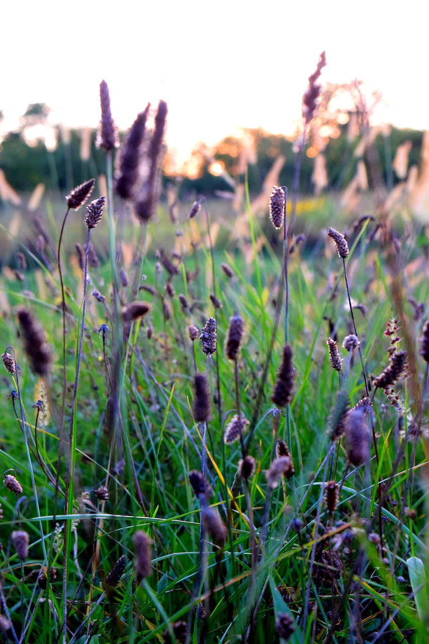 sunset  grass  nature free photo