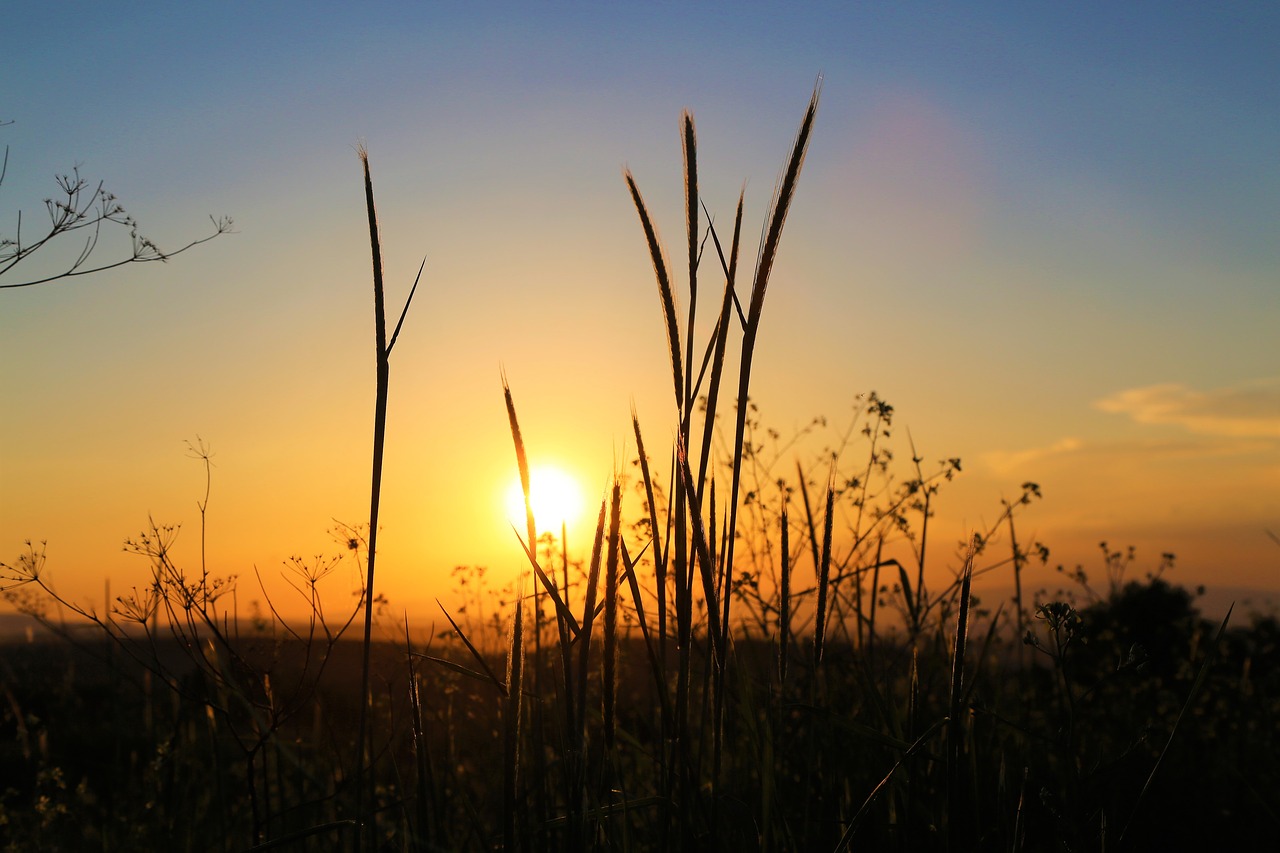 sunset  in the evening  horizon free photo