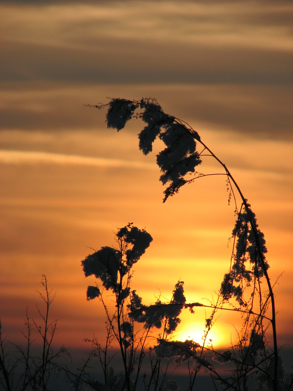 sunset plant nature free photo