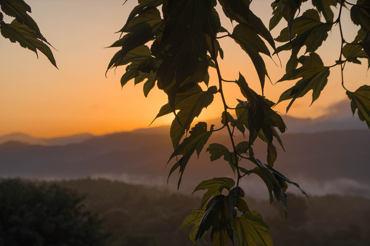 sunset  mountain  branch free photo