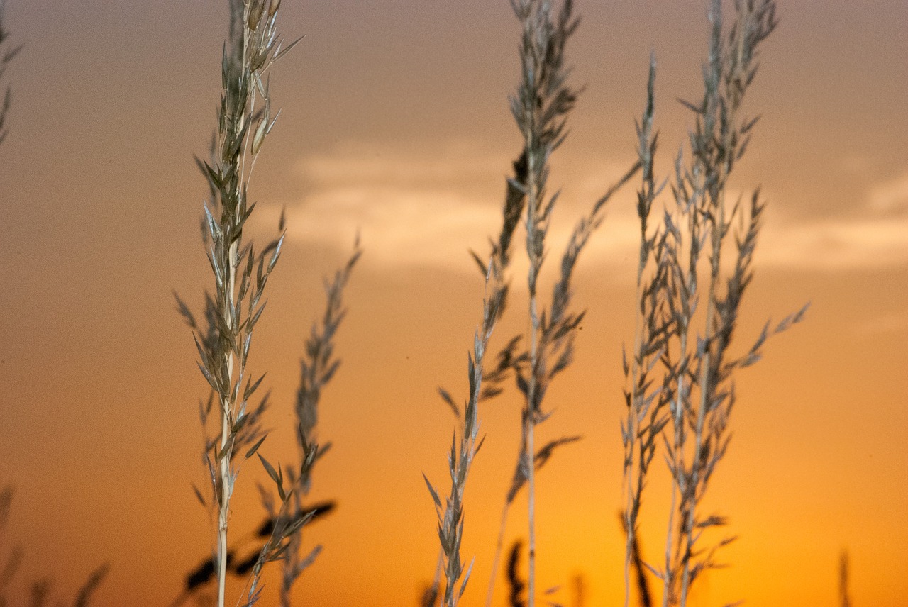 sunset  blades of grass  close up free photo