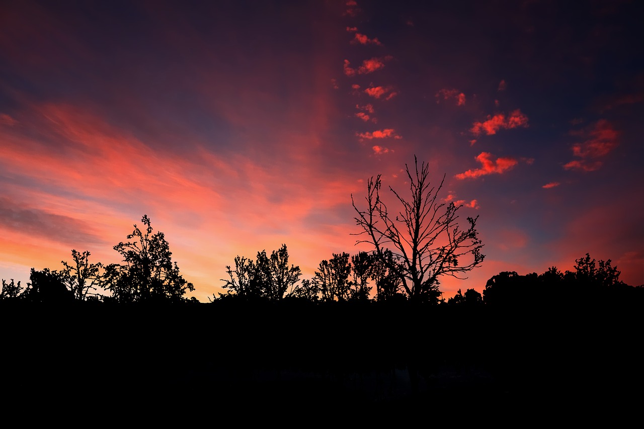 sunset  silhouette  trees free photo