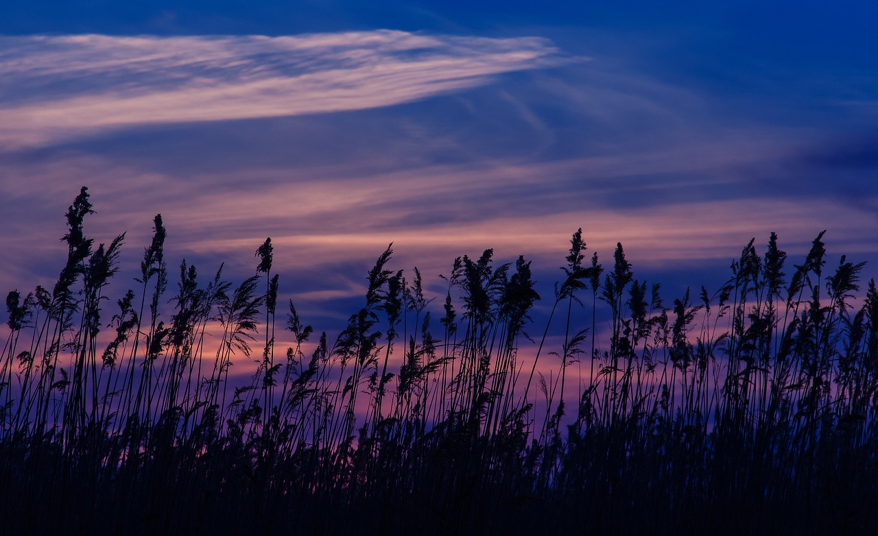 sunset  reed  blue free photo