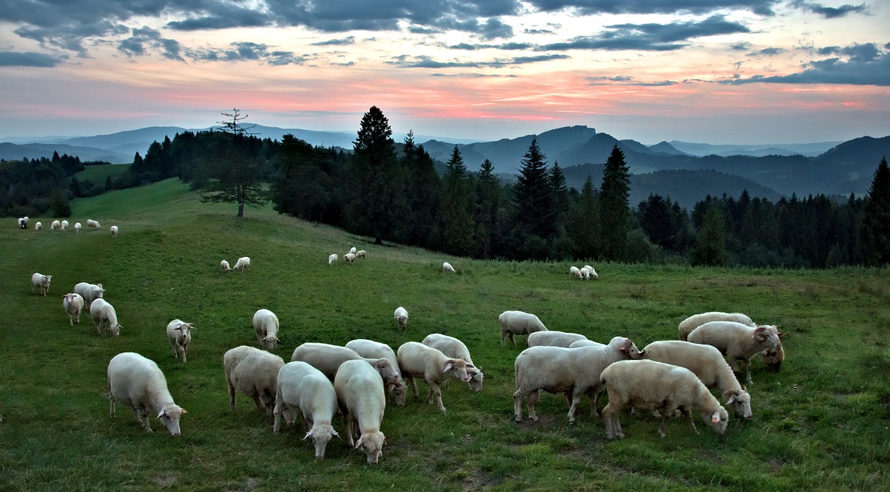 sunset  sheep  mountains free photo