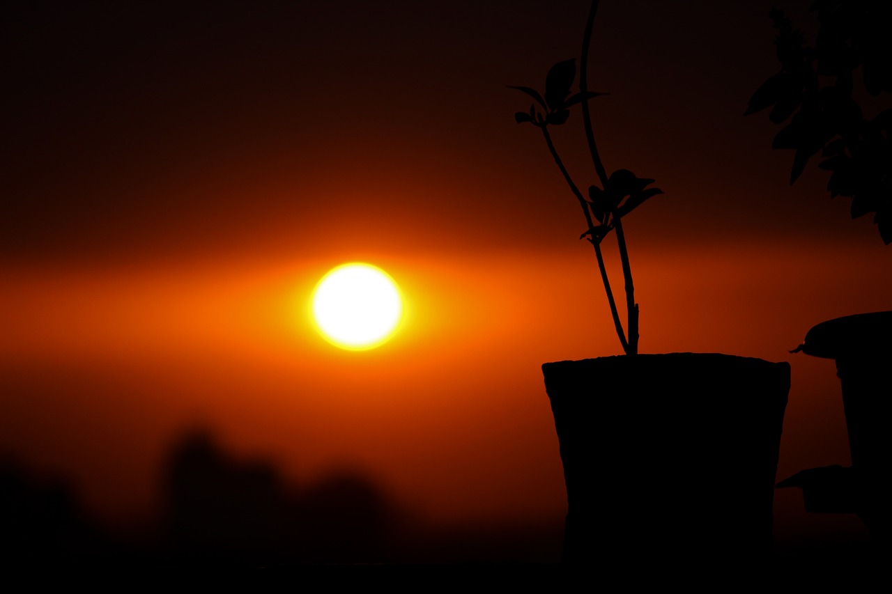 sunset  plant  grass free photo