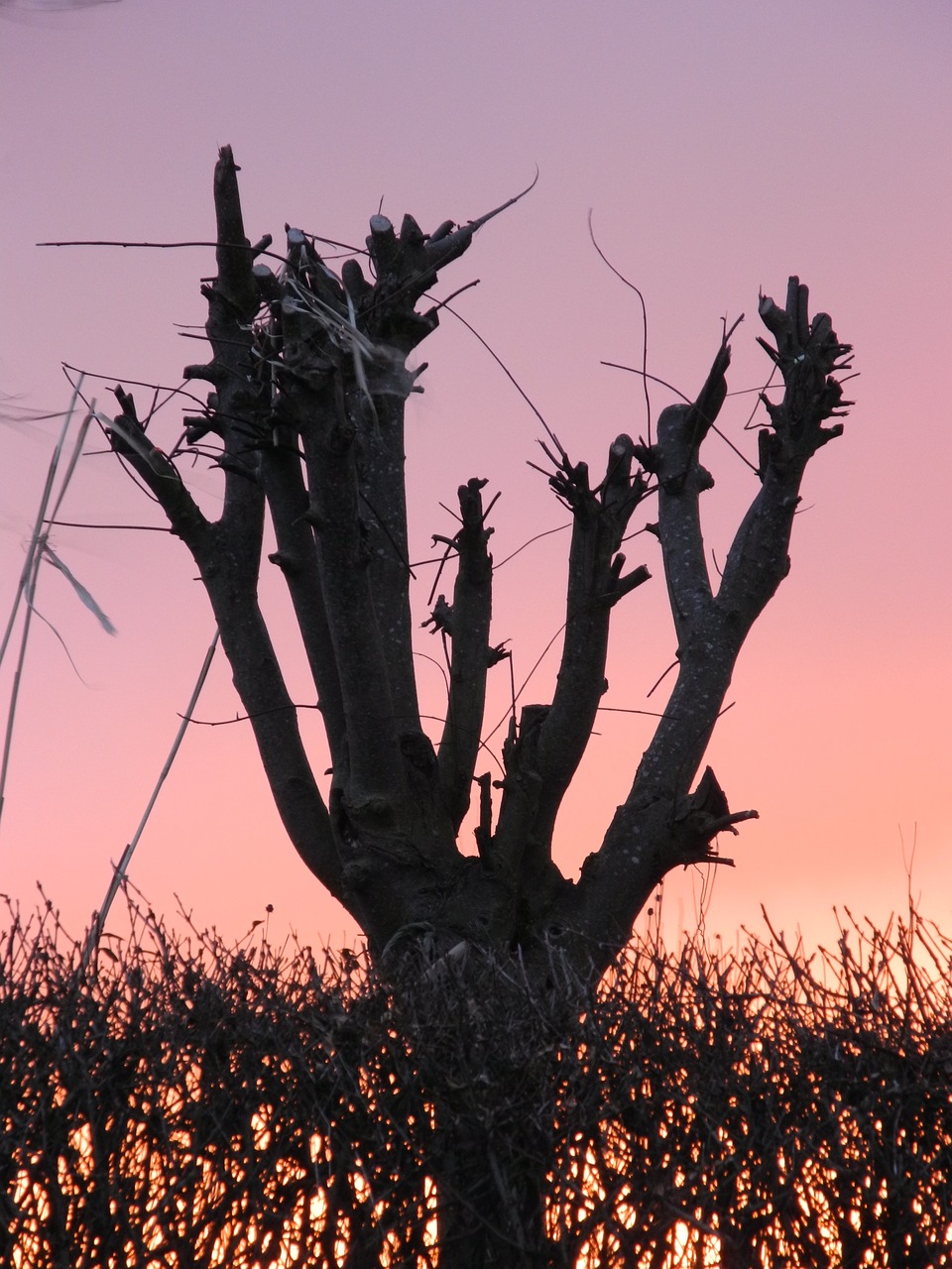 sunset  tree  sky free photo