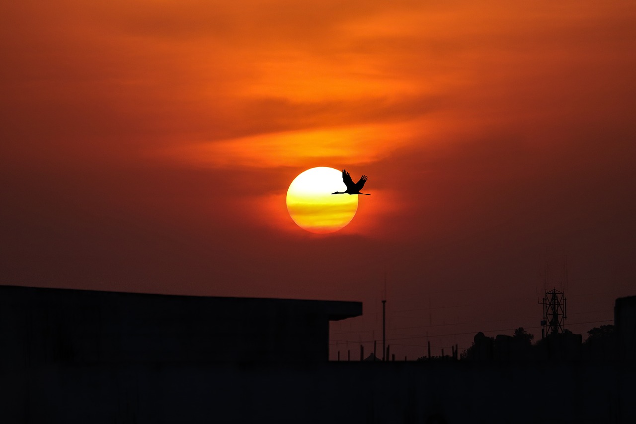 sunset  bird  sky free photo