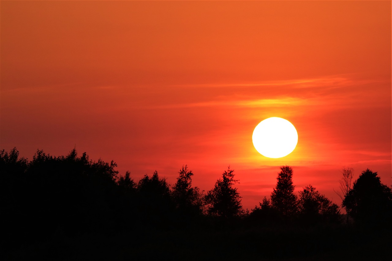 sunset  forest  landscape free photo