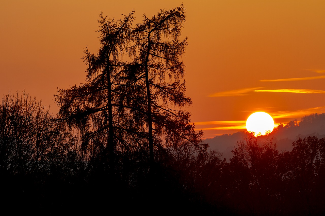 sunset  tree  landscape free photo