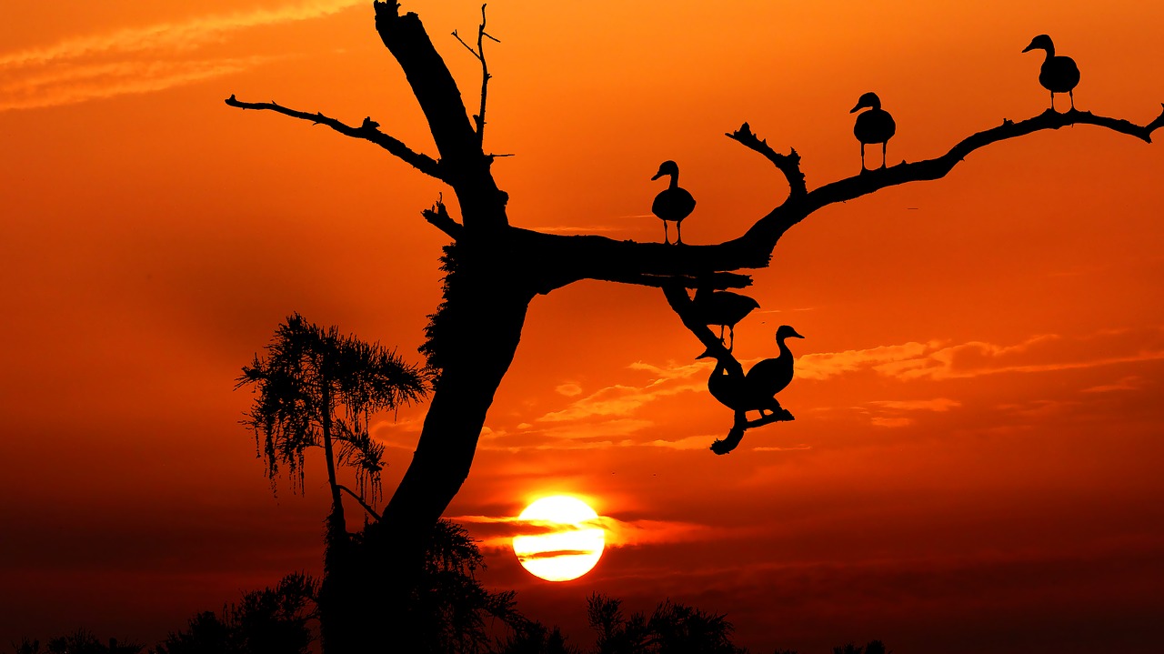 sunset  birds  tree free photo