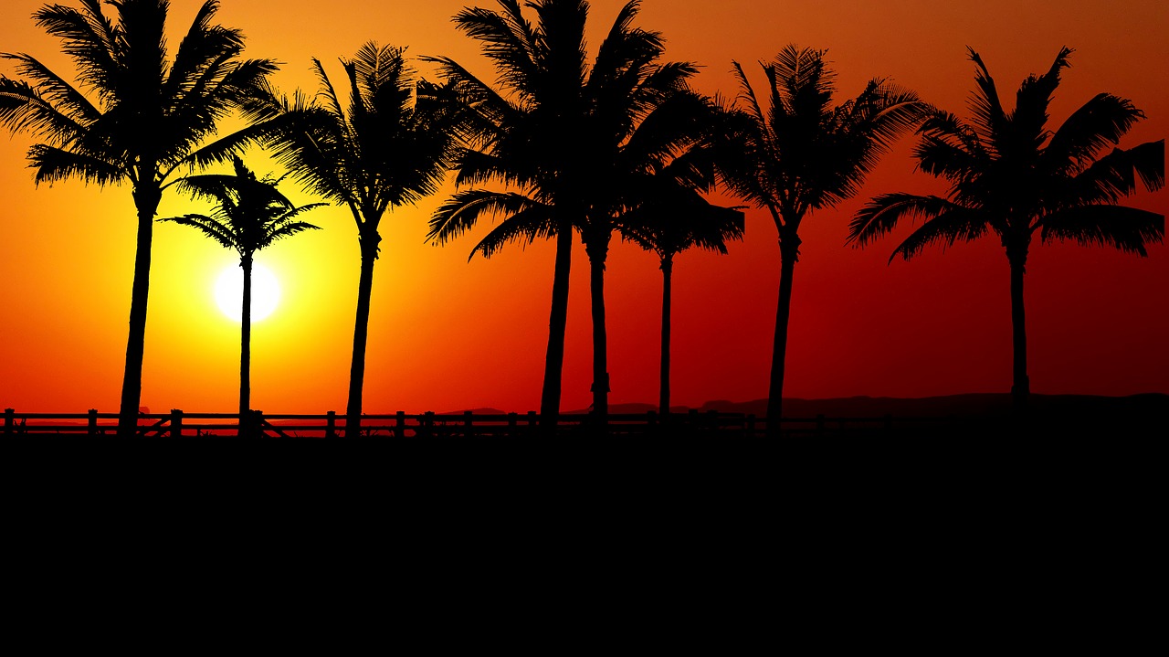 sunset  palm trees  promenade free photo