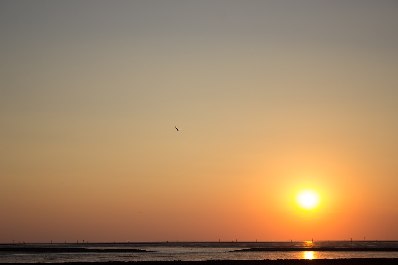 sunset  sea  wadden sea free photo