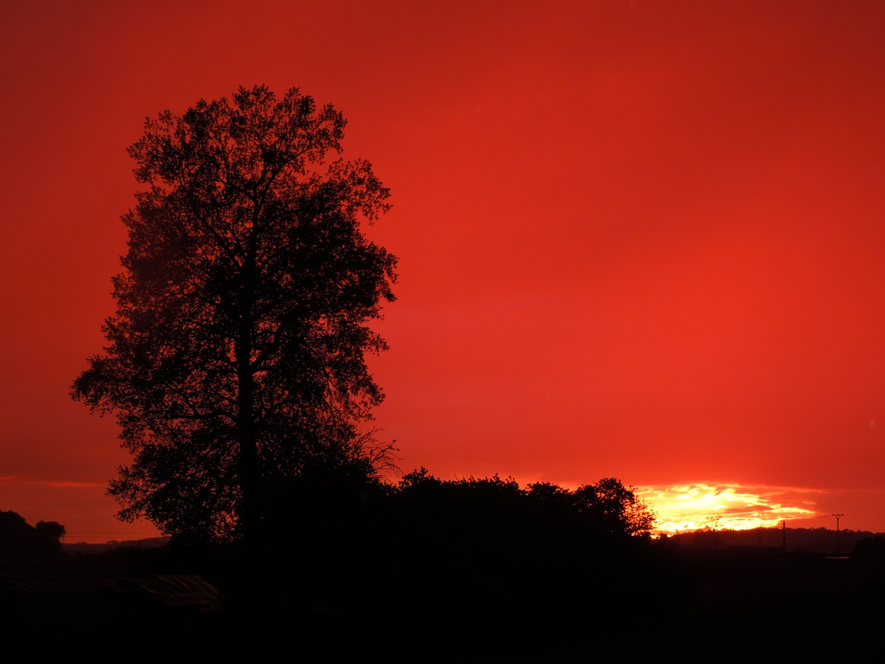 sunset tree horizontally free photo