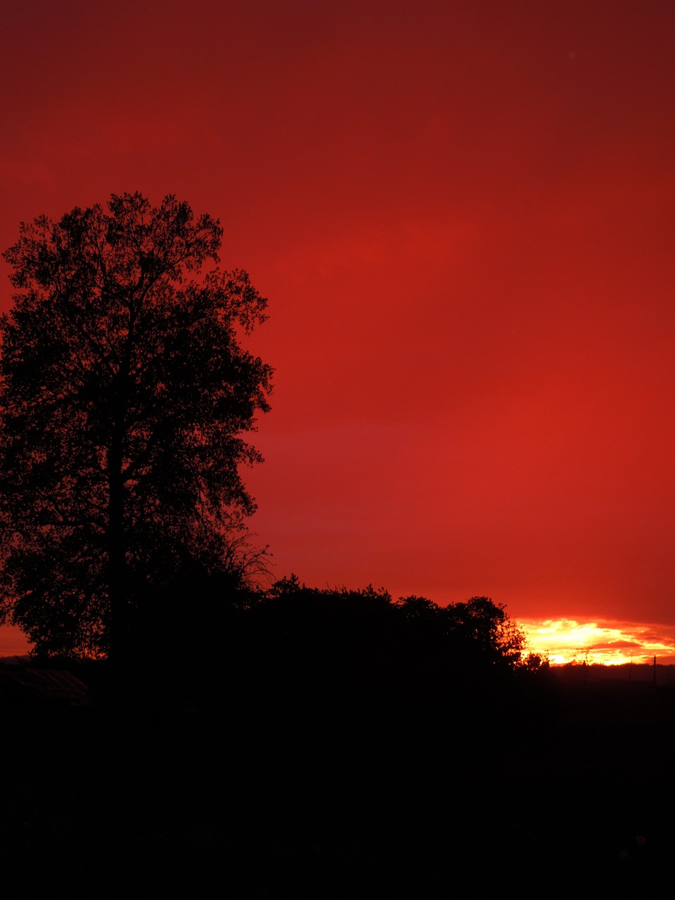 sunset tree vertically free photo