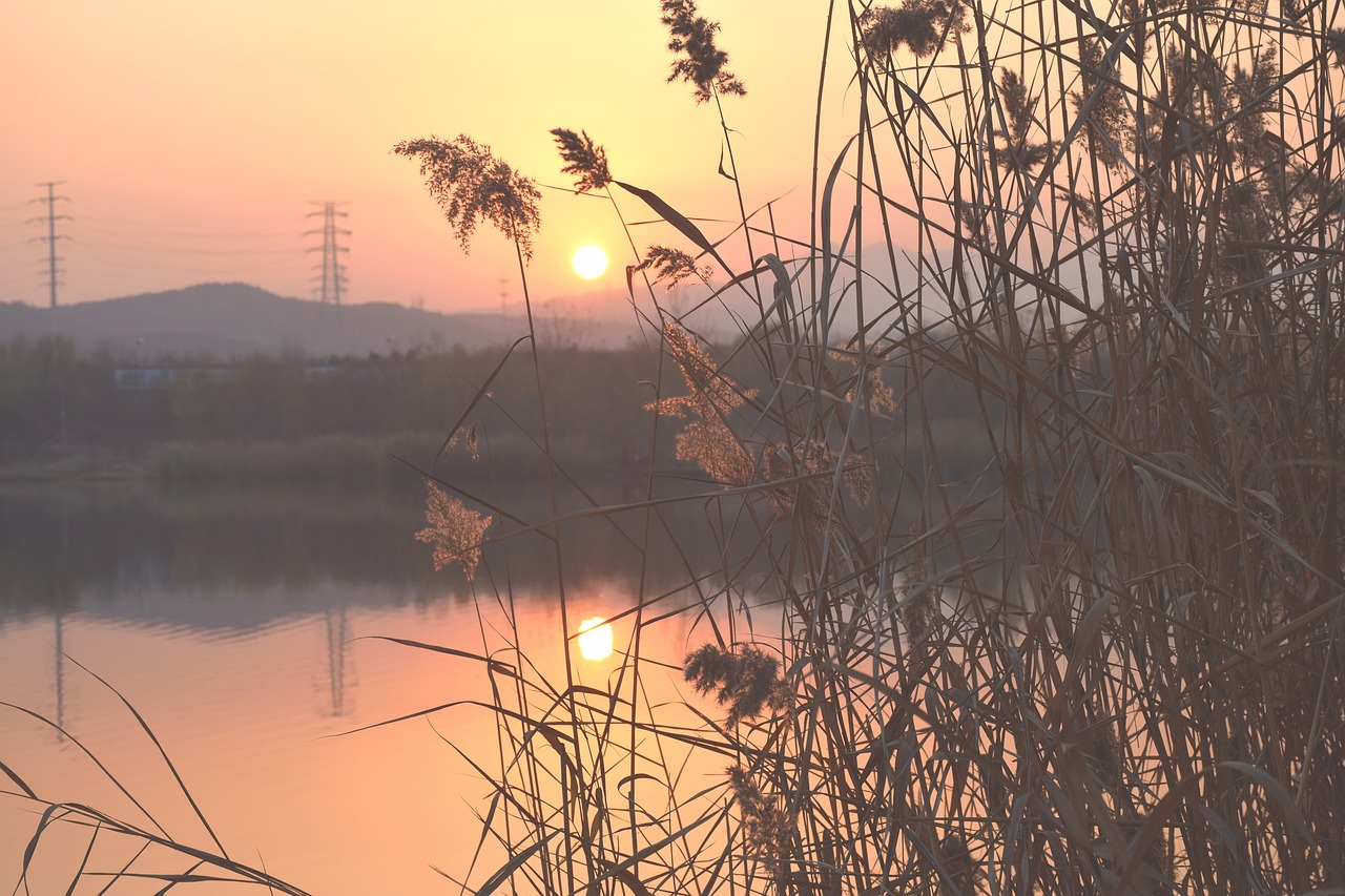 sunset  reed  riverside free photo