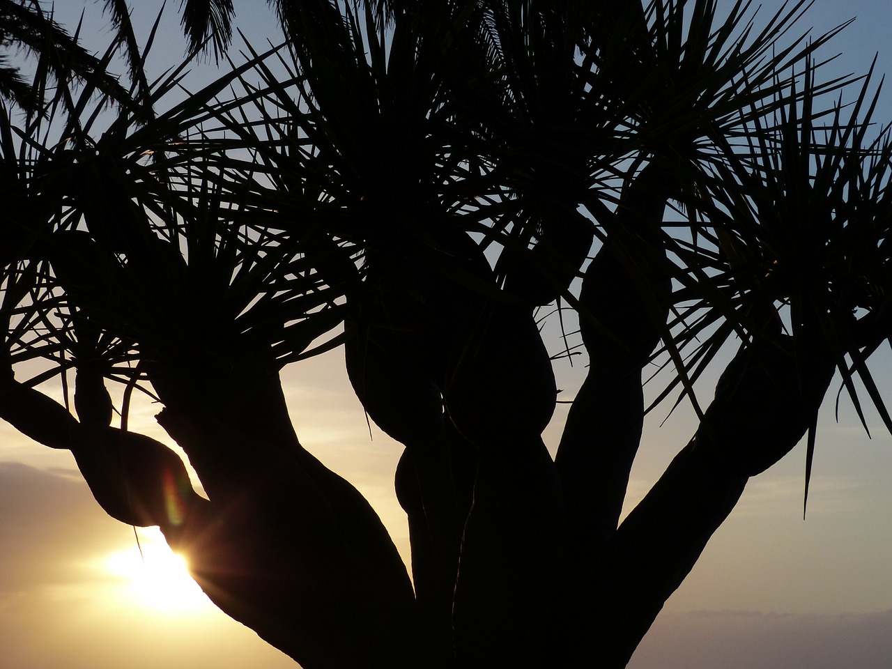 sunset tree aesthetic free photo