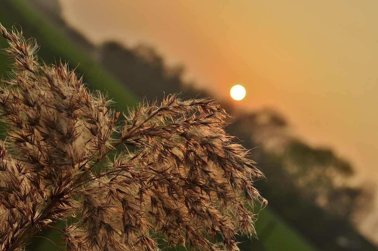 sunset grass pasture free photo