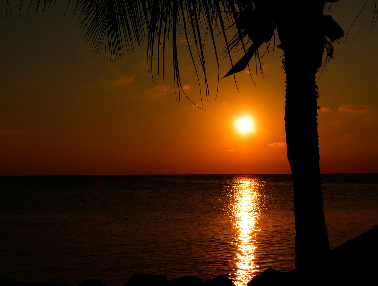 sunset palm tree twilight free photo