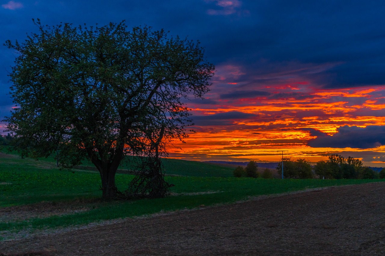 sunset  tree  landscape free photo