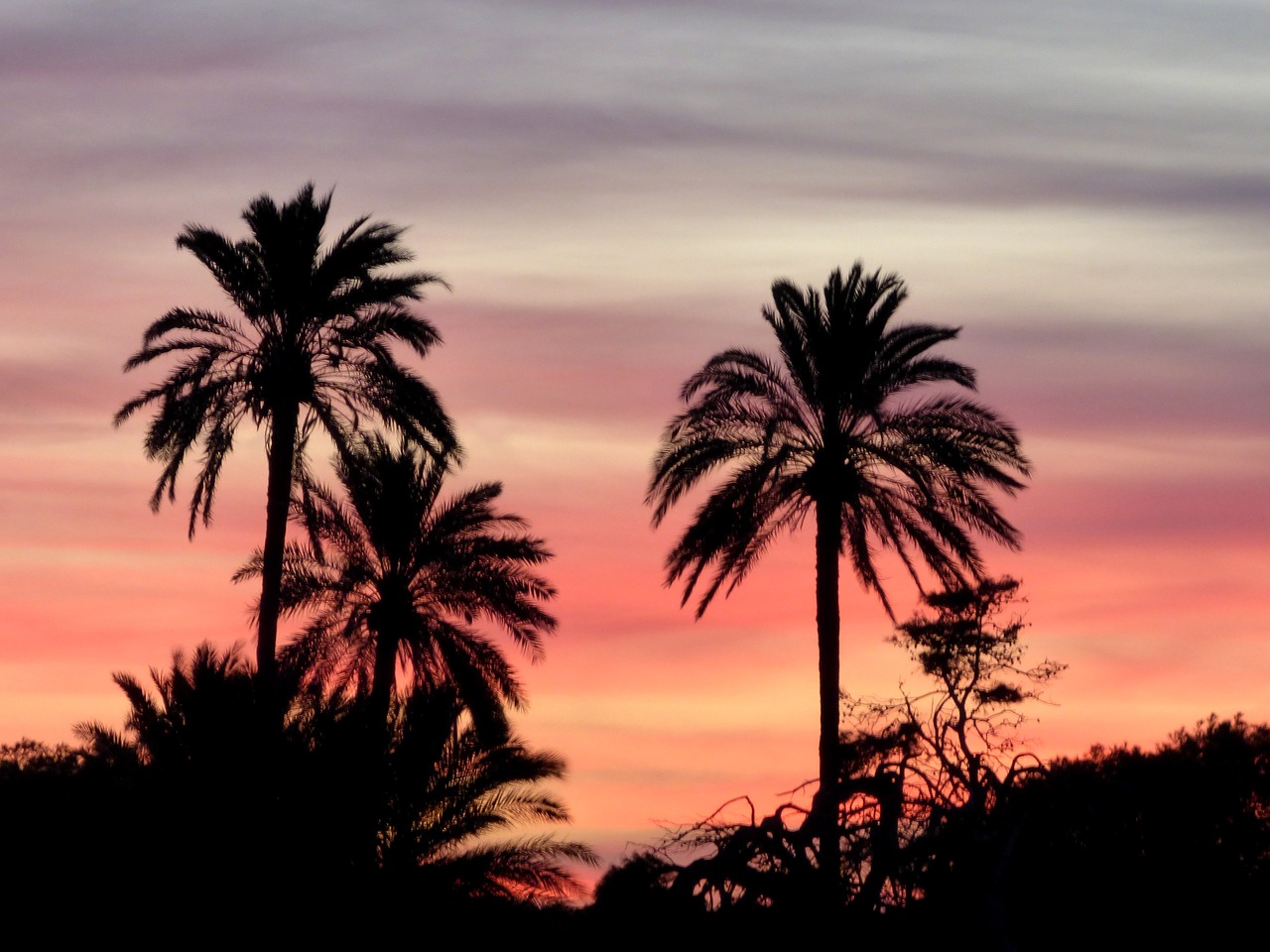 sunset  palm  tropical free photo
