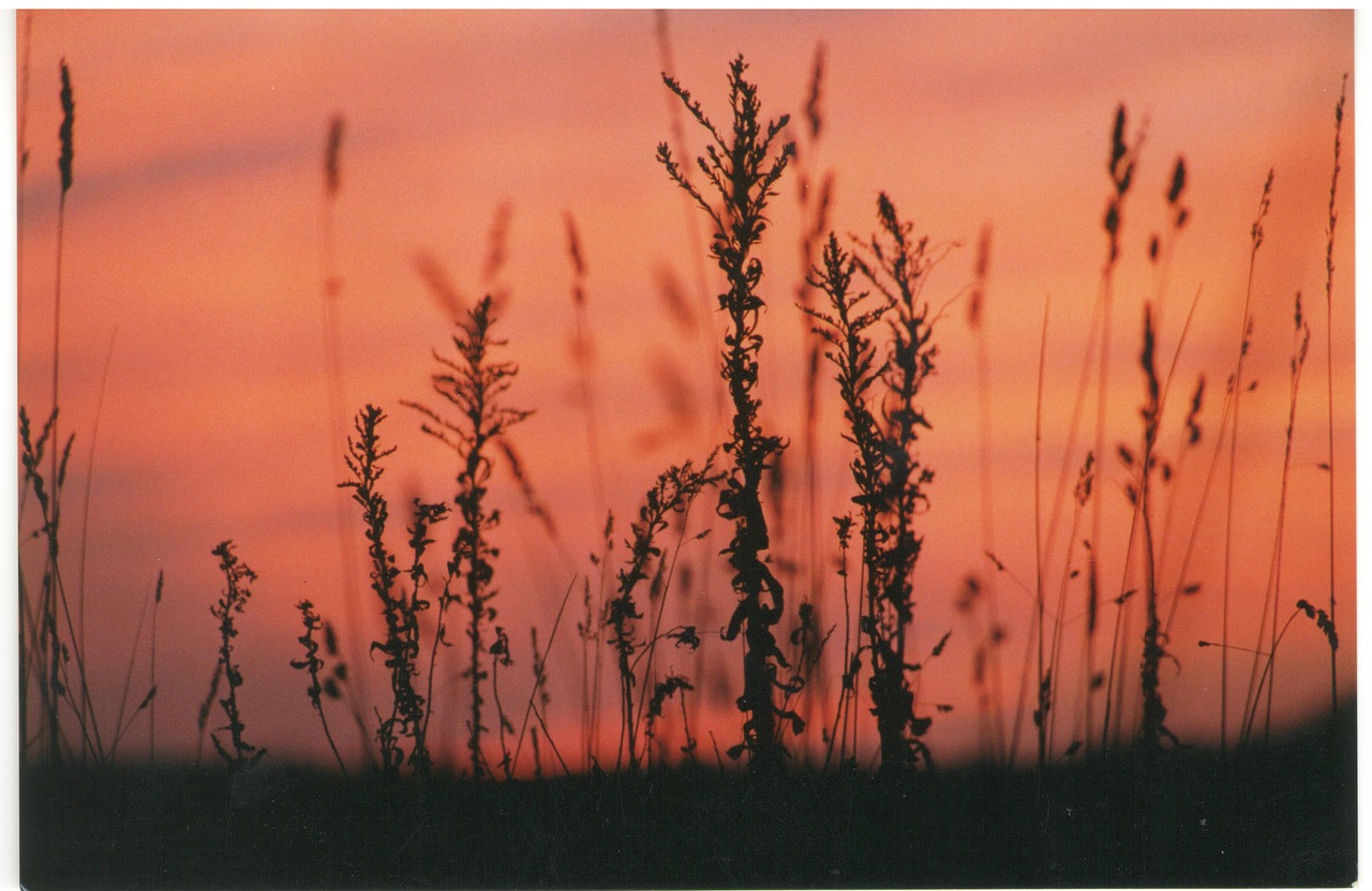 sunset  silhouette  plants free photo