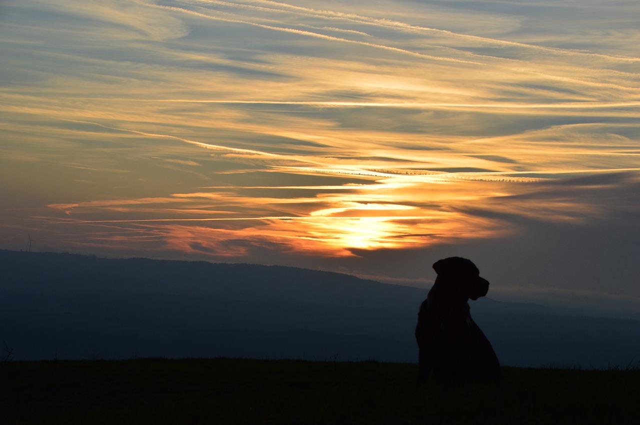 sunset  dog  labrador free photo