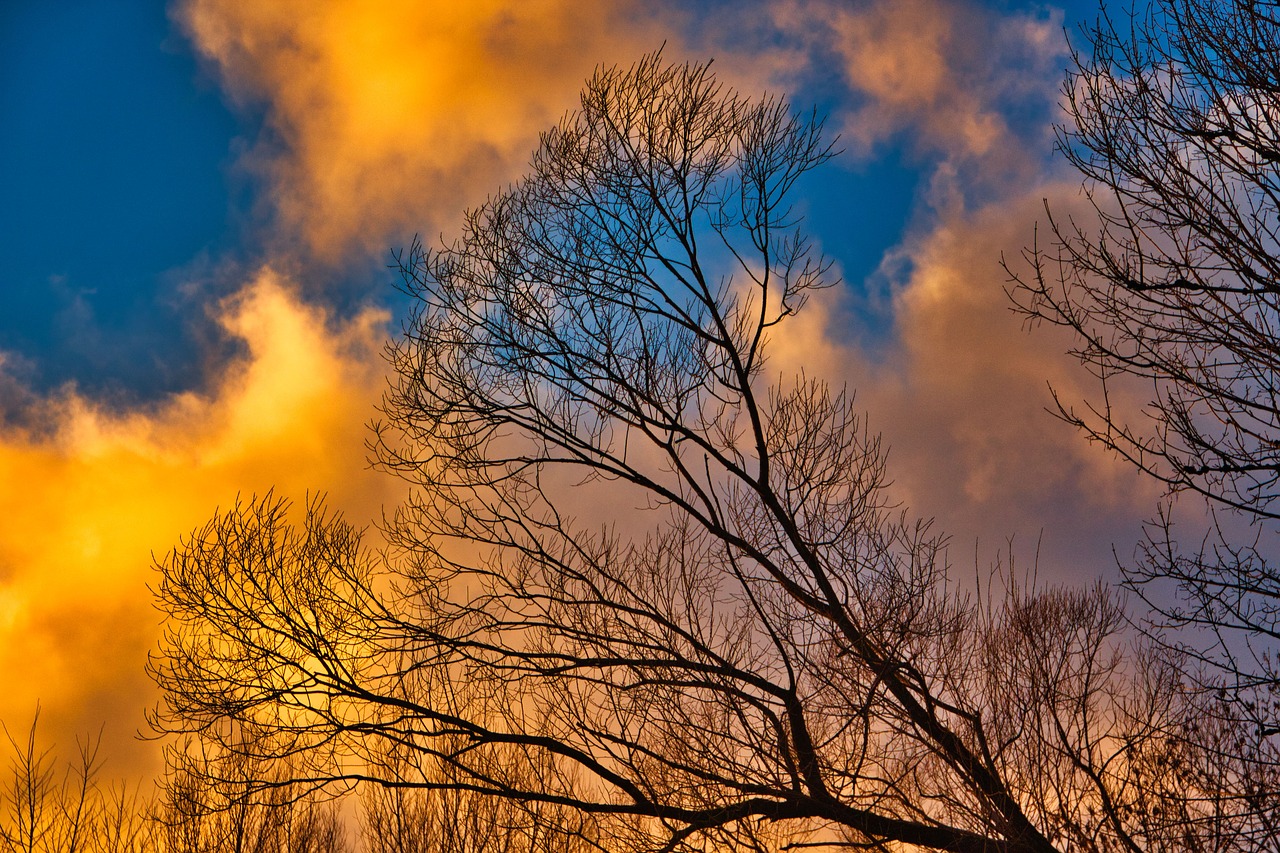 sunset  tree  sun free photo