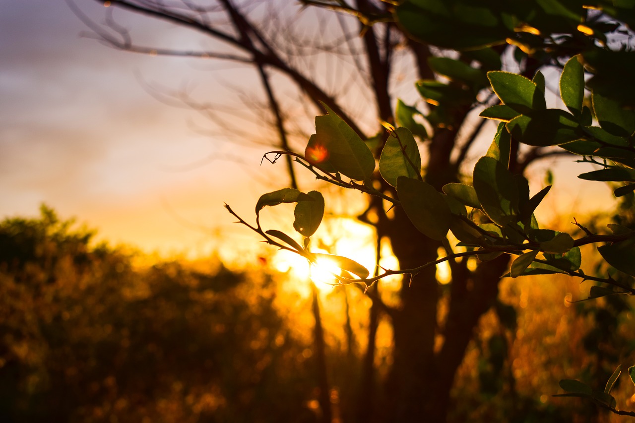 sunset  sun  leaves free photo