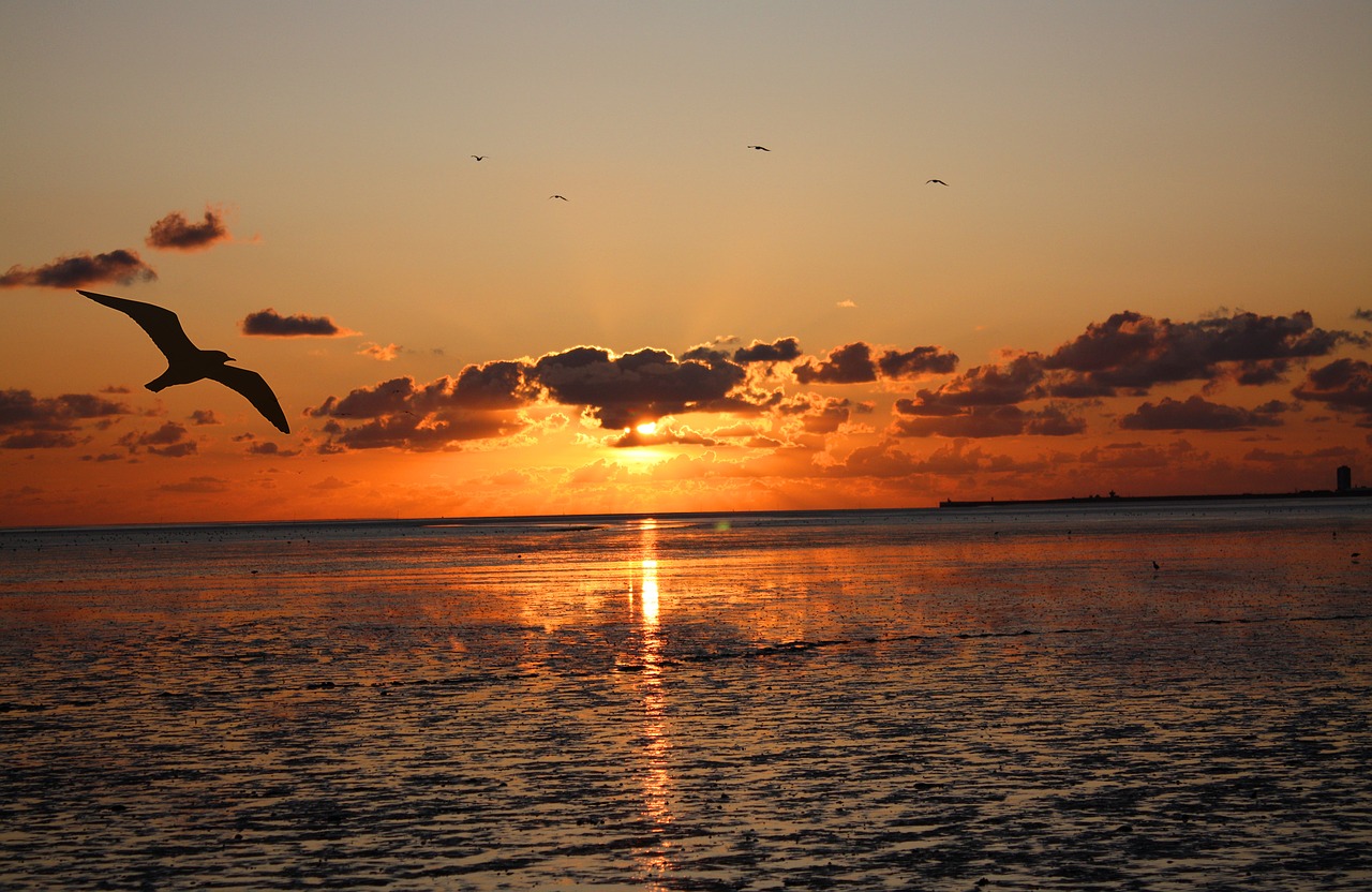 sunset  wadden sea  watts free photo