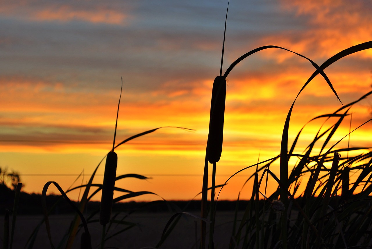 sunset  evening  golden free photo