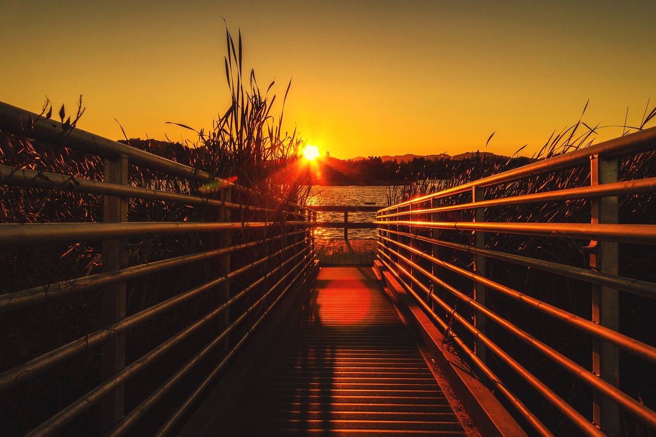 sunset  california  tree free photo