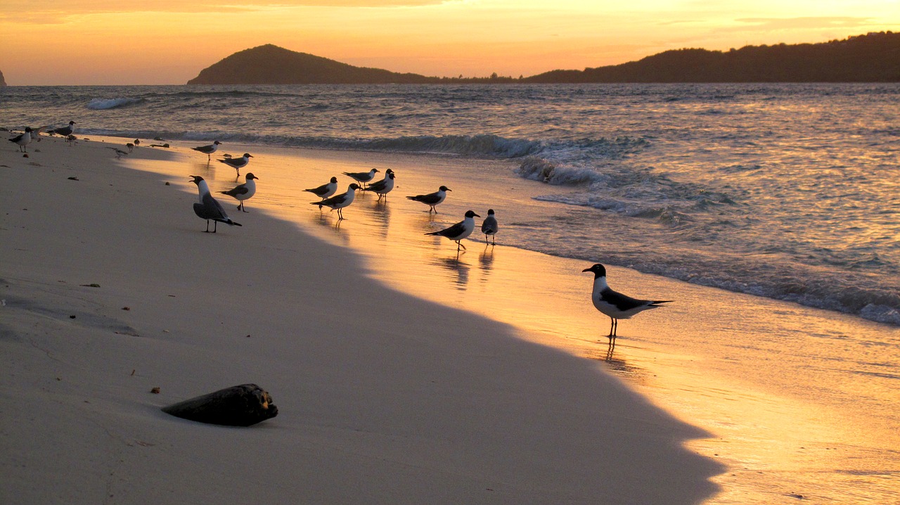 sunset  caribbean  birds free photo