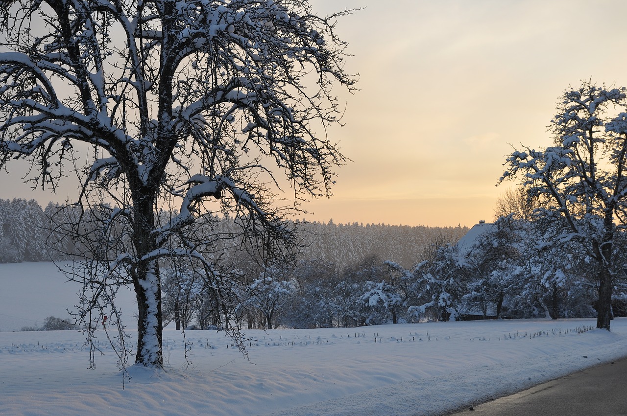 sunset  tree  wintry free photo