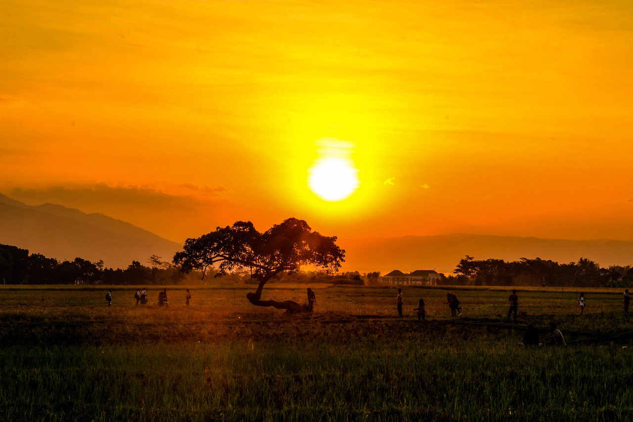 sunset  summer  tree free photo