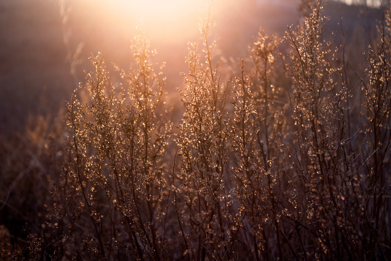 sunset  sun  grass free photo