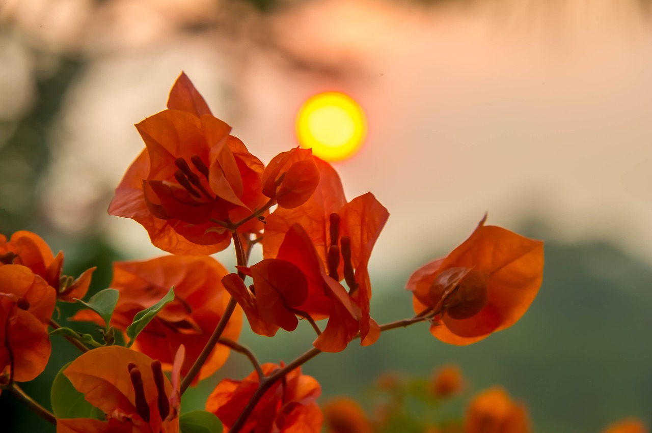 sunset  flowers  nature free photo