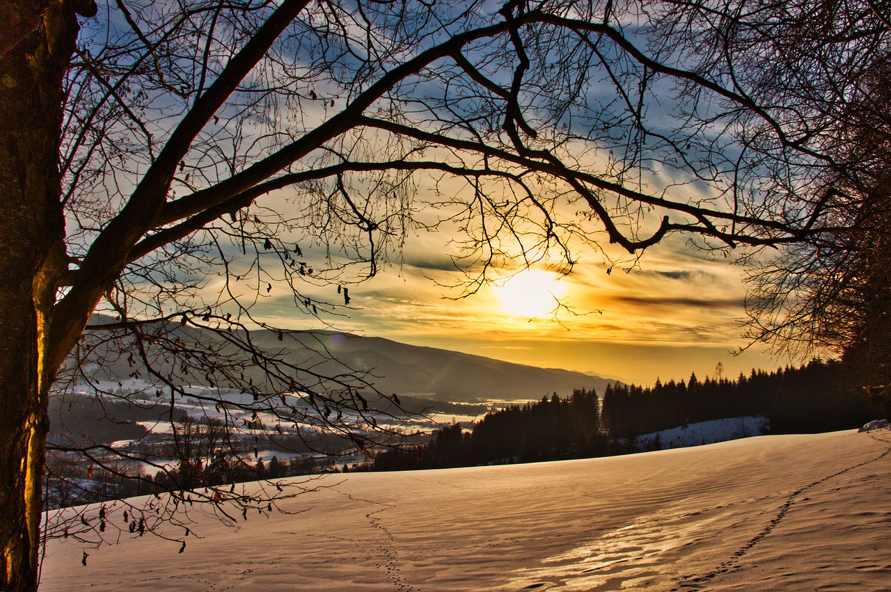sunset  snow  forest free photo