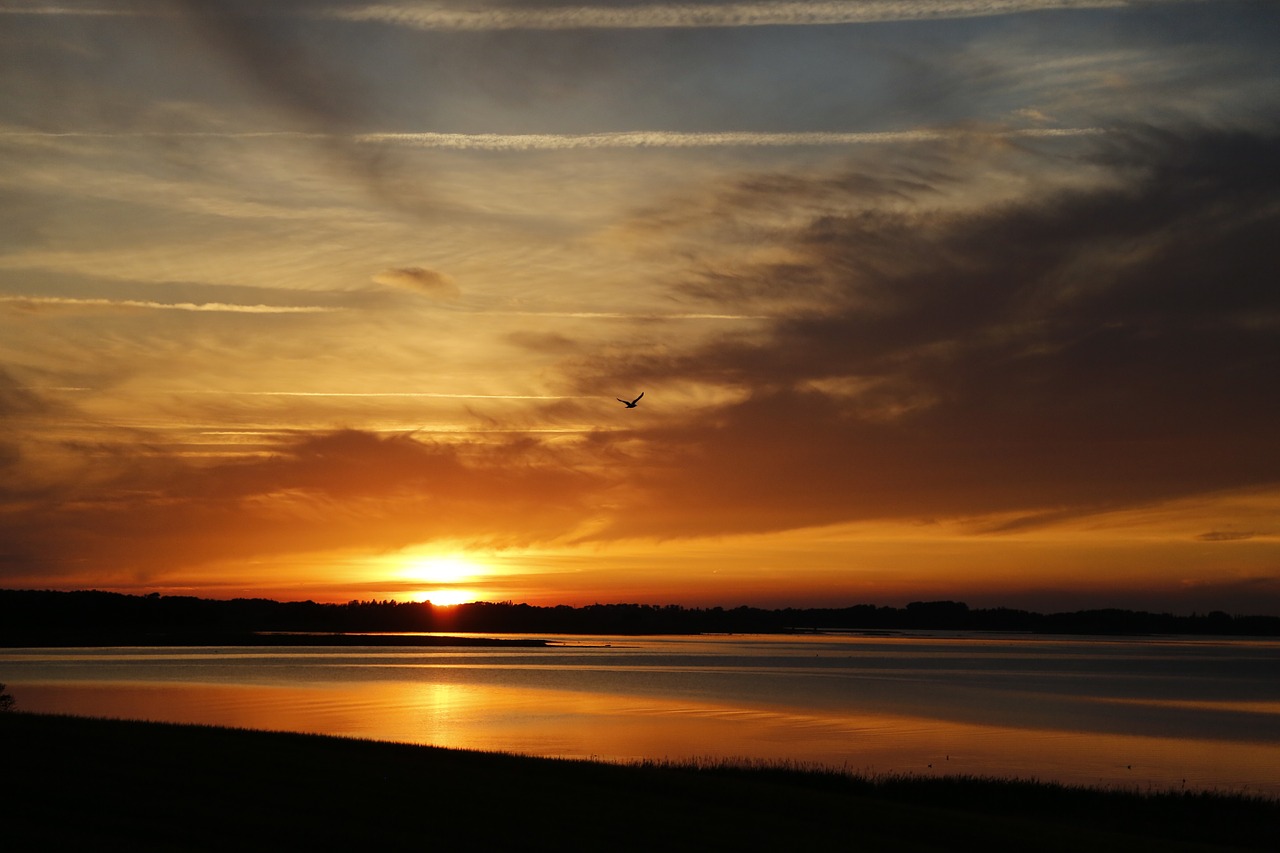 sunset sun bird free photo