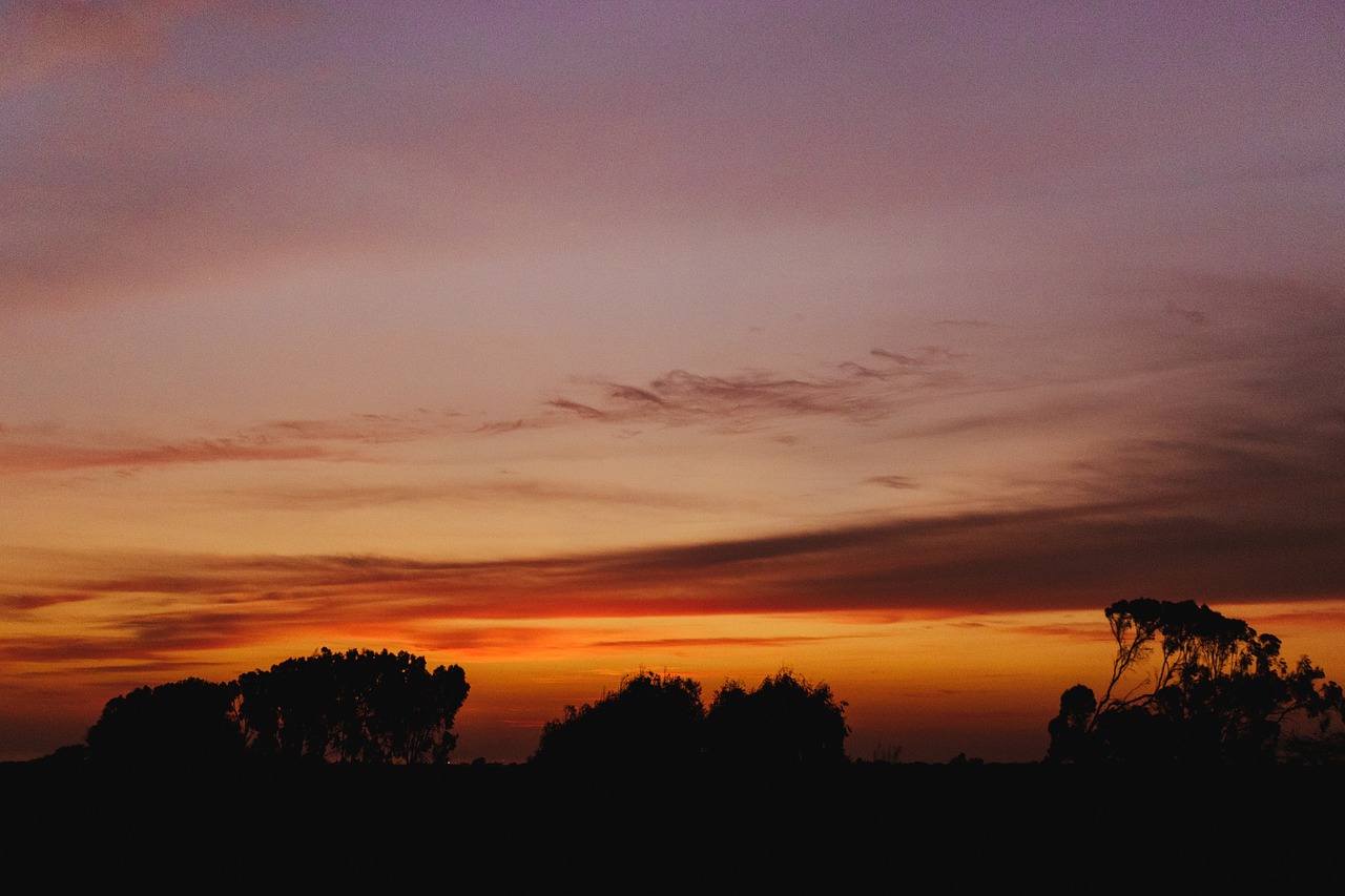 sunset  tree  nature free photo